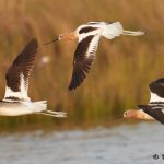 7723 Breeding American Avocets (Recurvirostra americana), San Luis Pass, Galveston, Texas