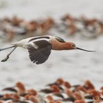 7711 Breeding American Avocet (Recurvirostra americana), Galveston, Texas