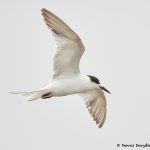 7741 First Winter Forster's Tern (Sterna forester), Galveston, Texas