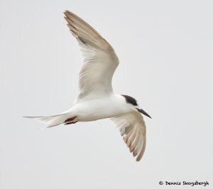 7741 First Winter Forster's Tern (Sterna forester), Galveston, Texas