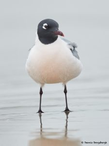 7701 Breeding Franklin's Gull (Leucophaeus pipixcan), Galveston, Texas