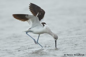 7713 Non-breeding American Avocet (Recurvirostra americana), Galveston, Texas