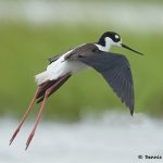 7724 Black-necked Stilt (Himantopua mexicanus) San Luis Pass, Galveston, Texas