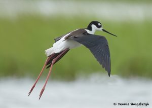 7724 Black-necked Stilt (Himantopua mexicanus) San Luis Pass, Galveston, Texas