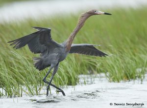 7698 Reddish Egret (Egret rufescens), Galveston, Texas