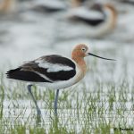 7714 Breeding American Avocet (Recurvirostra americana), Galveston, Texas