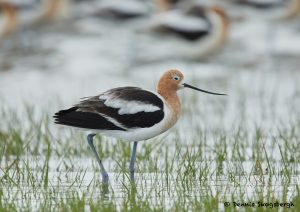 7714 Breeding American Avocet (Recurvirostra americana), Galveston, Texas