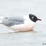 7704 Breeding Franklin's Gull (Leucophaeus pipixcan), Galveston, Texas