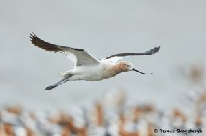 7715 Breeding American Avocet (Recurvirostra americana), Galveston, Texas