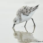 7685 Sanderling (Calidris alba), Galveston, Texas