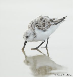 7688 Sanderling (Calidris alba), Galveston, Texas