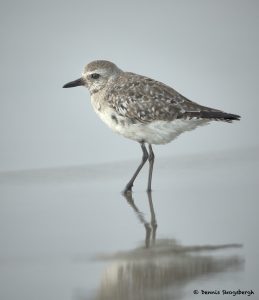 7689 Sanderling (Calidris alba), Galveston, Texas