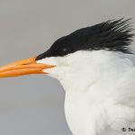 7733 Royal Tern (Thalasseus maximus), Galveston, Texas