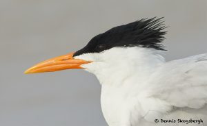 7733 Royal Tern (Thalasseus maximus), Galveston, Texas