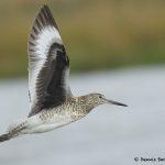 7726 Willet (Tringa semipalmata), Galveston, Texas