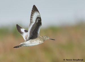 7727 Willet (Tringa semipalmata), Galveston, Texas