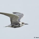 7729 Black Tern (Chlidonias niger), Galveston, Texas