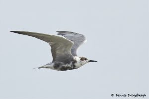 7729 Black Tern (Chlidonias niger), Galveston, Texas