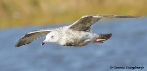 7692 Glaucous Gull (Larus hyperboreus), San Luis Pass, Galveston, Texas