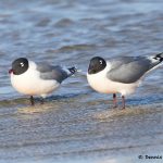 7707 Breeding Franklin's Gull (Leucophaeus pipixcan), Galveston, Texas