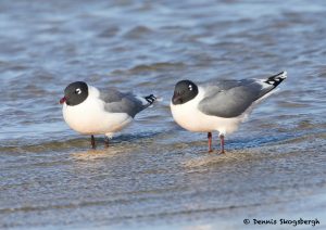 7707 Breeding Franklin's Gull (Leucophaeus pipixcan), Galveston, Texas