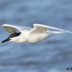 7692 Sandwich Tern (Thalasseus sandvicensis), San Luis Pass, Galveston, Texas