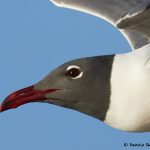 7693 Laughing Gull (Leucopgaeus atricilla), San Luis Pass, Galveston Texas