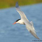 7735 Royal Tern (Thalasseus maximus), Galveston, Texas