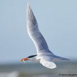 7736 Royal Tern (Thalasseus maximus), Galveston, Texas