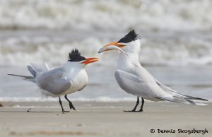 7750 Royal Terns (Thalasseus maximus), Galveston, Texas