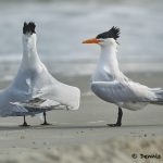 7752 Mating ritual, Royal Terns (Thalasseus maximus), Galveston, Texas