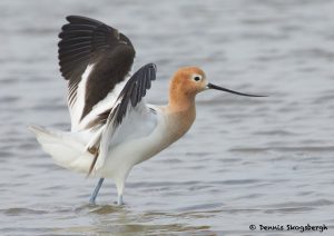 7718 Breeding American Avocet (Recurvirostra americana), Galveston, Texas