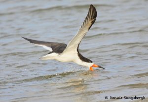 7753 Black Skimmer (Rynchops niger), Galveston, Texas
