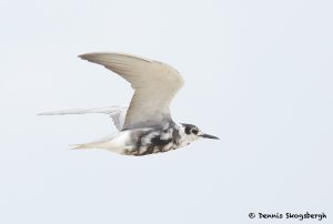 7728 Black Tern (Chlidonias niger), Galveston, Texas