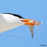7738 Royal Tern (Thalasseus maximus), Galveston, Texas