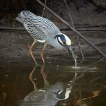 7684 Yellow-crowned Night Heron (Nyctanassa violacea), Anahuac NWR, Texas