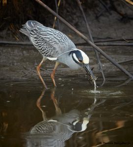 7684 Yellow-crowned Night Heron (Nyctanassa violacea), Anahuac NWR, Texas