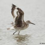 7791 Willet (Tringa semipalmata), Galveston, Texas