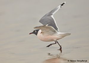 7755 Breeding Franklin's Gull (Leucophaeus pipixcan), Galveston, Texas