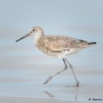 7789 Willet (Tringa semipalmata), Galveston, Texas