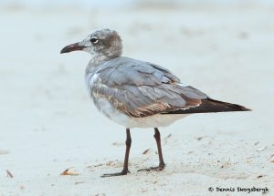 7778 Immature Laughing Gull (Leucopgaeus atricilla), San Luis Pass, Galveston Texas