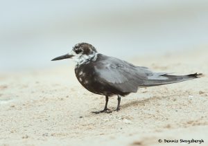 7779 Black Tern (Chlidonias niger), Galveston, Texas