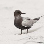 7780 Black Tern (Chlidonias niger), Galveston, Texas