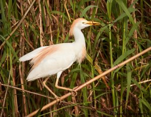 7835 Nesting Cattle Egret (Bubulcus ibis), Anahuac NWR, Texas