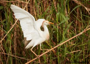 7836 Nesting Cattle Egret (Bubulcus ibis), Anahuac NWR, Texas