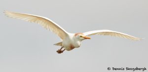 7837 Breeding Cattle Egret (Bubulcus ibis), Anahuac NWR, Texas