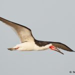 7798 Black Skimmer (Rynchops niger) San Luis Pass, Galveston, Texas