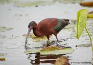 7768 White-faced Ibis (Plegadis chihi), Anahuac NWR, Texas