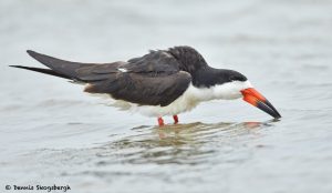 7801 Black Skimmer (Rynchops niger) San Luis Pass, Galveston, Texas