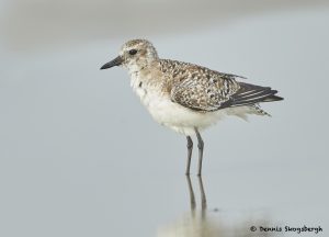 7774 Sanderling (Calidris alba), Galveston, Texas